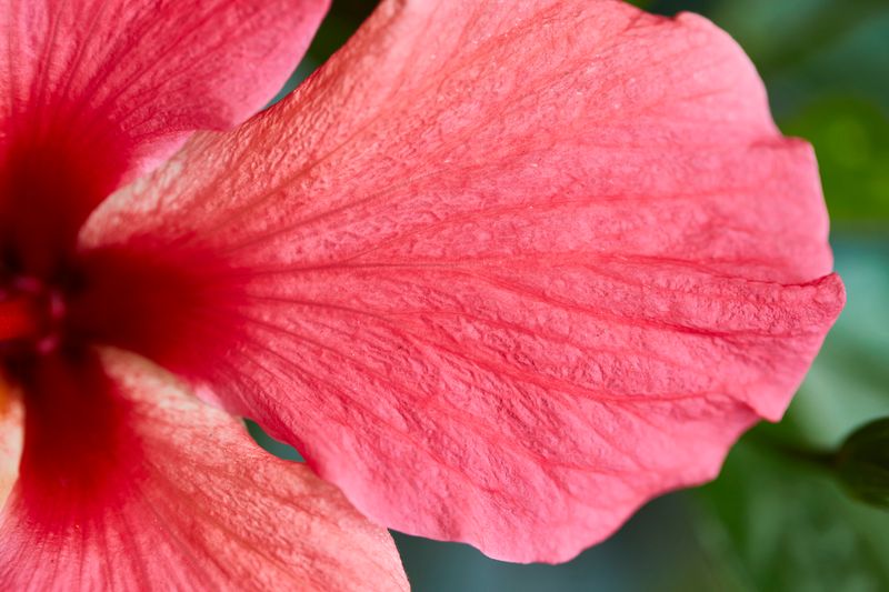 Cafe Rio fresh hibiscus agua fresca